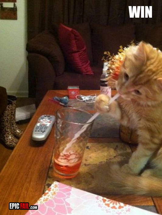 Cat Win — fail moment