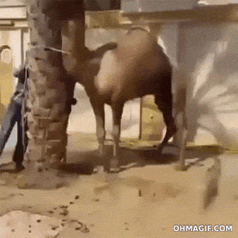 Don't mess with the camel, you'll get the teeth — fail moment