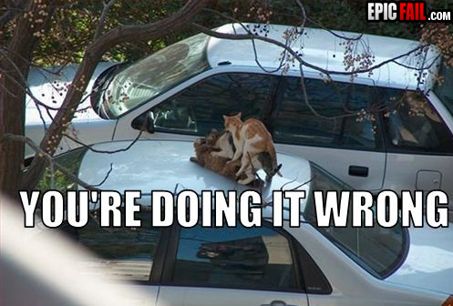 Clip: cat Orgy Fail