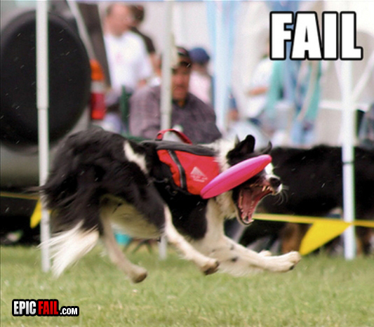 Caught on camera: dog Fail