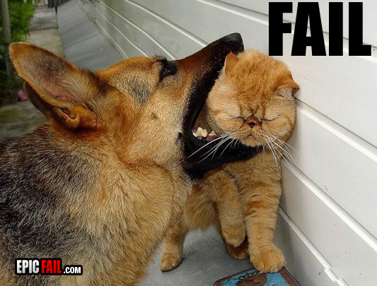 Caught on camera: cat Fail