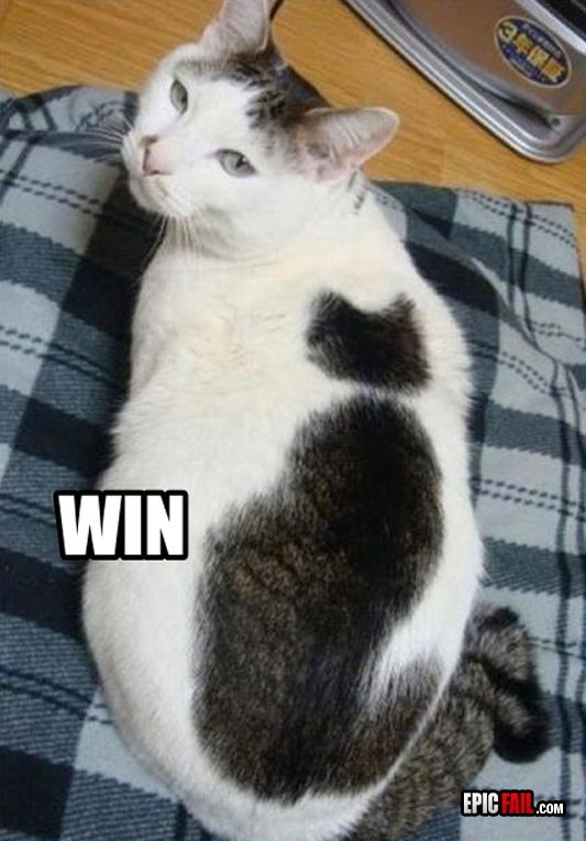 Cat Win — fail moment