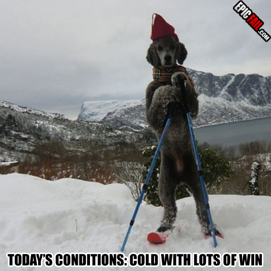 Moment: dog Win