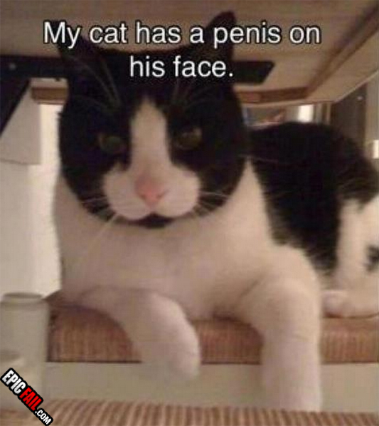 Moment: cat Fail