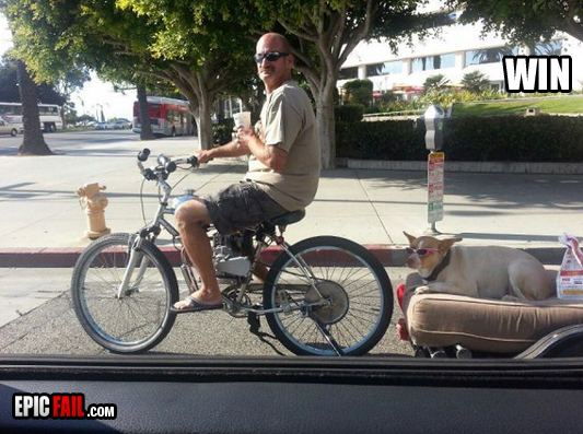 Clip: dog Transportation Win