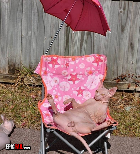 Caught on camera: wTF Cat Fail