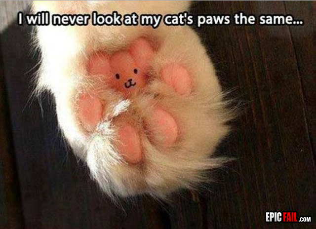 Cats Paw WIN — fail moment