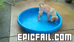Scene: dog FAIL