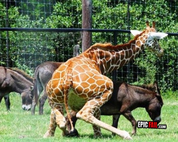 Moment: classic – Mating FAIL