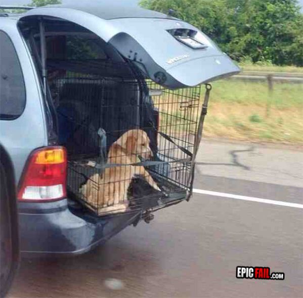 Watch: dog Owner FAIL