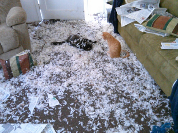 Watch: leaving Cats Home Alone FAIL