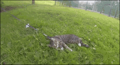 “You Can Walk a Cat” — fail moment