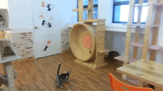 CANNON BALL! — fail moment