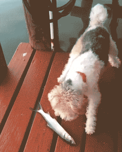 Scaredy Dog — fail moment