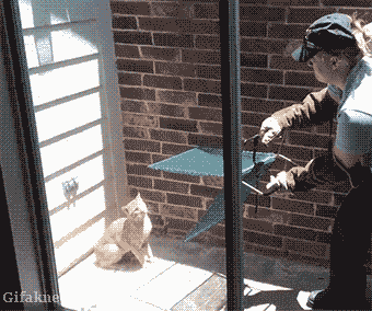 The Cat Whisperer — fail moment
