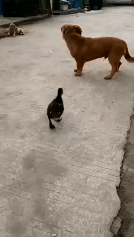 DUCK, DUCK... DICK! — fail moment